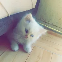 علاء علي
