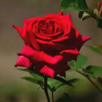 شاومي ‏13T برو ‏256 جيجابايت ‏أزرق