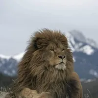ابو الكرم