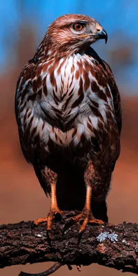 سلطان  ابوعقيل