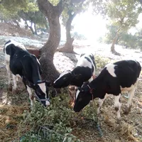 معتز