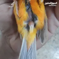 رائد نعيم علي  أبو خيزران 