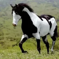 عاشق المقناص