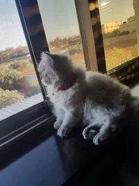 عبدالله العمري