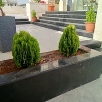 بليط عبود