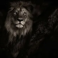 osamamahasneh المحاسنه