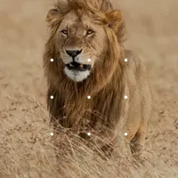 عدي الغرايبه