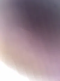 وامي