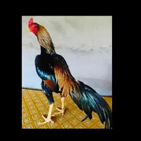 هونور ‏X7a هونور ‏128 جيجابايت ‏أسود