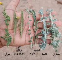 راشد