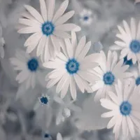 hana