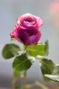 أزهار الربيع
