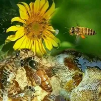 حارث عوايشه