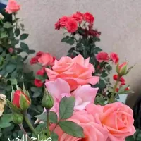 كيا ‏سورينتو ‏Standard ‏2021