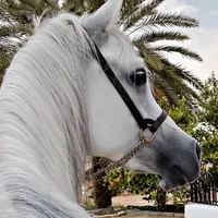 تويوتا ‏هيلوكس ‏DLX ‏2025