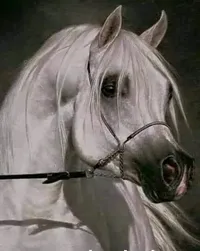 mohamad Gdesat