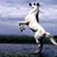 لا اله الا الله