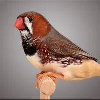 أبل ‏ايفون 6 ‏16 جيجابايت ‏لؤلؤي