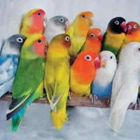 Apple ‏iPhone 11 ‏512 GB ‏Pearl White