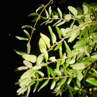 Help Chef -Amman