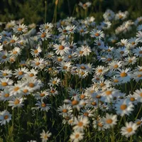 أبل ‏ايفون 13 برو ماكس ‏256 جيجابايت ‏رمادي