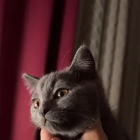 Toyota ‏Land Cruiser ‏GXR ‏2012