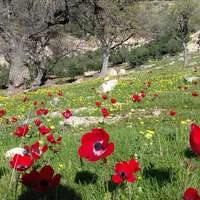 اا اا
