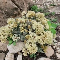 سامسونج ‏جالاكسي نوت 9 ‏512 جيجابايت ‏أزرق