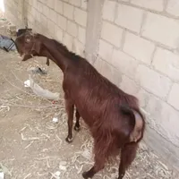 ابو محمد العمرو