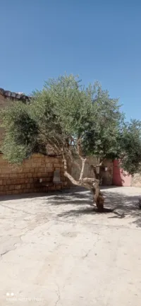 Electrician -Tulkarm