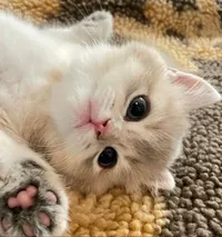 أبل ايفون 13 برو ماكس 512 جيجابايت ذهبي