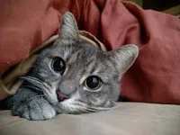 أبل ‏ايفون 11 ‏2 تيرابايت ‏أسود
