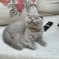 Tala Baniyounes