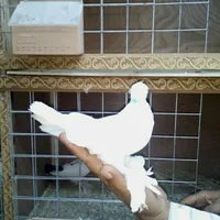 كيا ‏تيلورايد ‏SX ‏2022