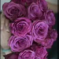 Reema Alsharqawi