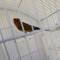 حازم الحمايده
