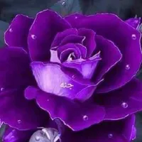 loay omary