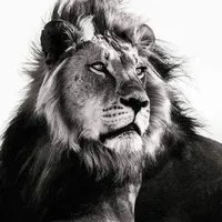 Abu  ali