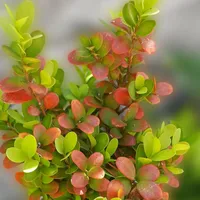 كيا ‏فورتي ‏GT-Line ‏2019