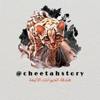 Cheetah story