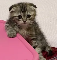 كيا اوبتيما Standard 2014