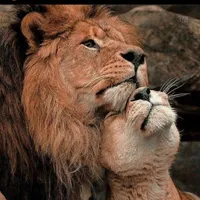 بلاك فيو ‏تاب 11 SE ‏256 جيجابايت ‏17.3 انش