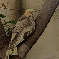 أبل ‏ايفون 13 برو ماكس ‏256 جيجابايت ‏أبيض