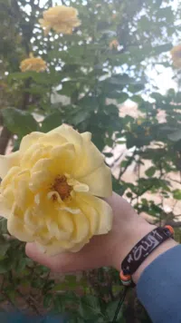 آمنة إبراهيم حسني 