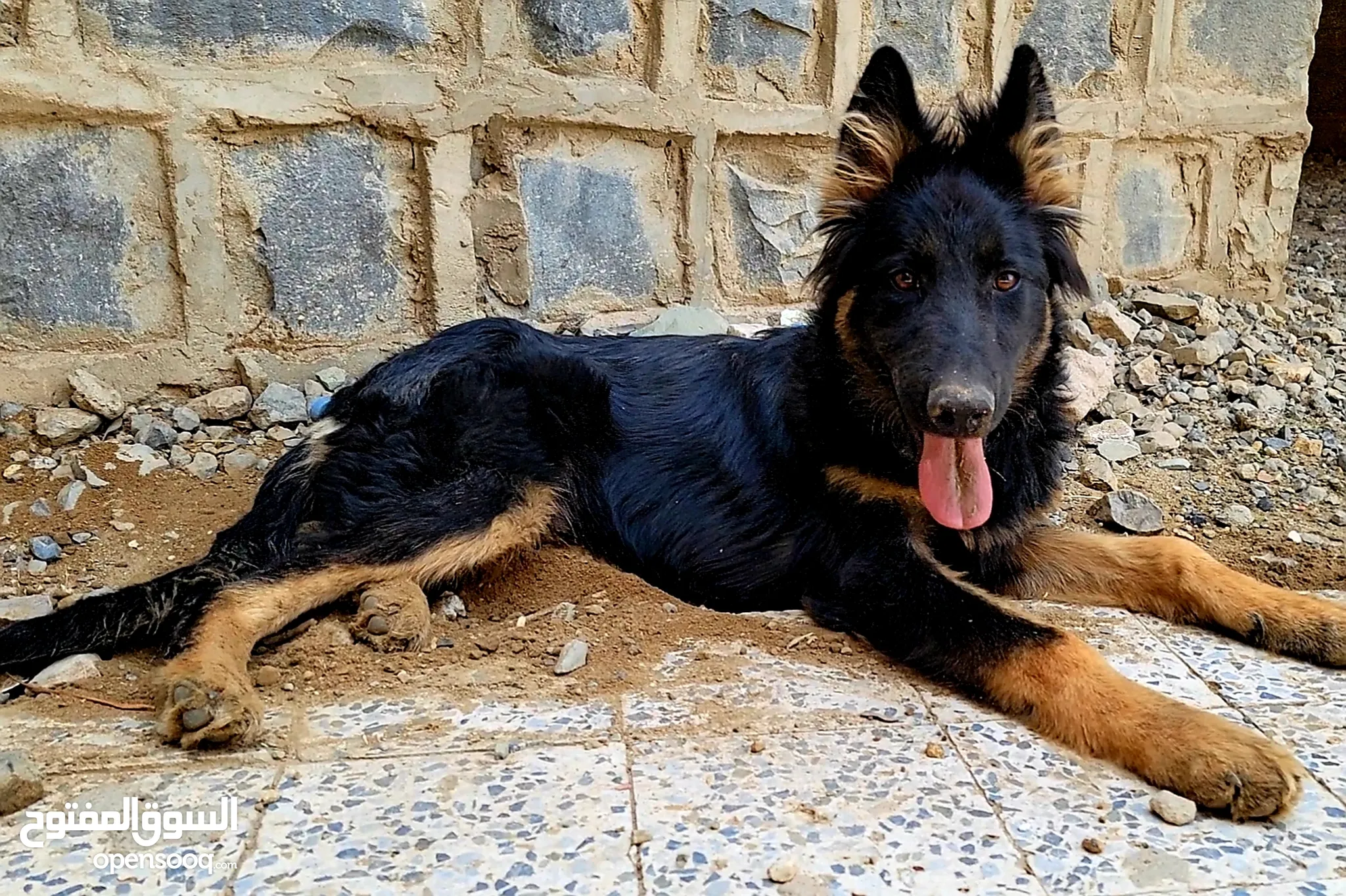 Gsd German Shepherd For Rehoming Free Adoption German Shepherd