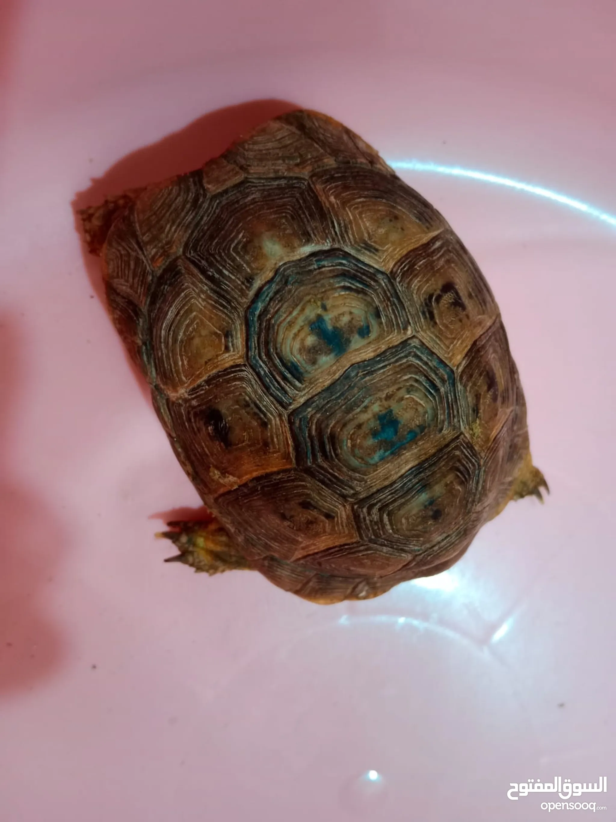 Turtles for Sale : Tortoise for sale in Muscat : Buy with Best Prices