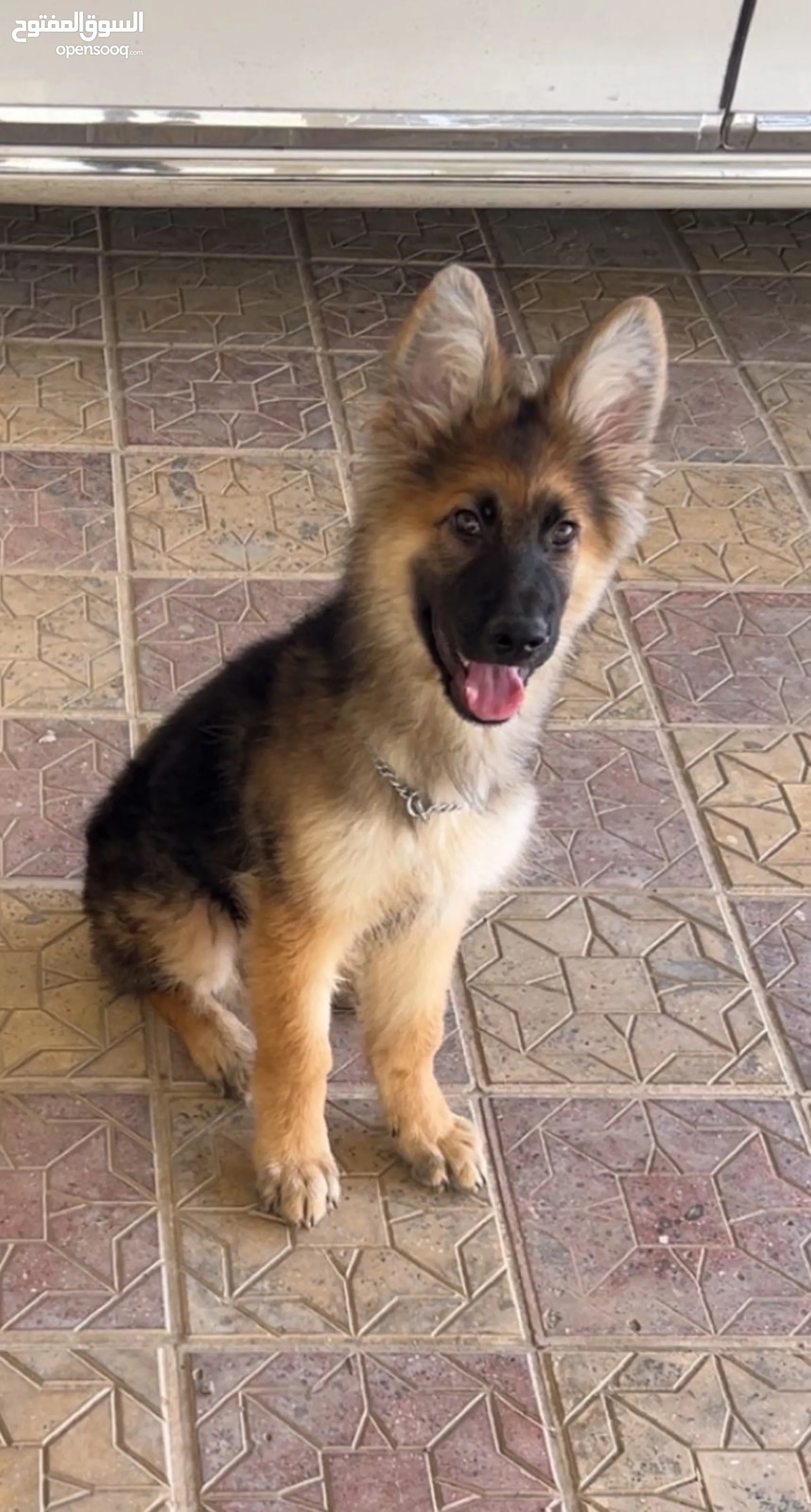 Dog Rescue House Of Shepherds Rescue 3+ Thousand German Shepherd Rescue  Royalty-Free Images, Stock