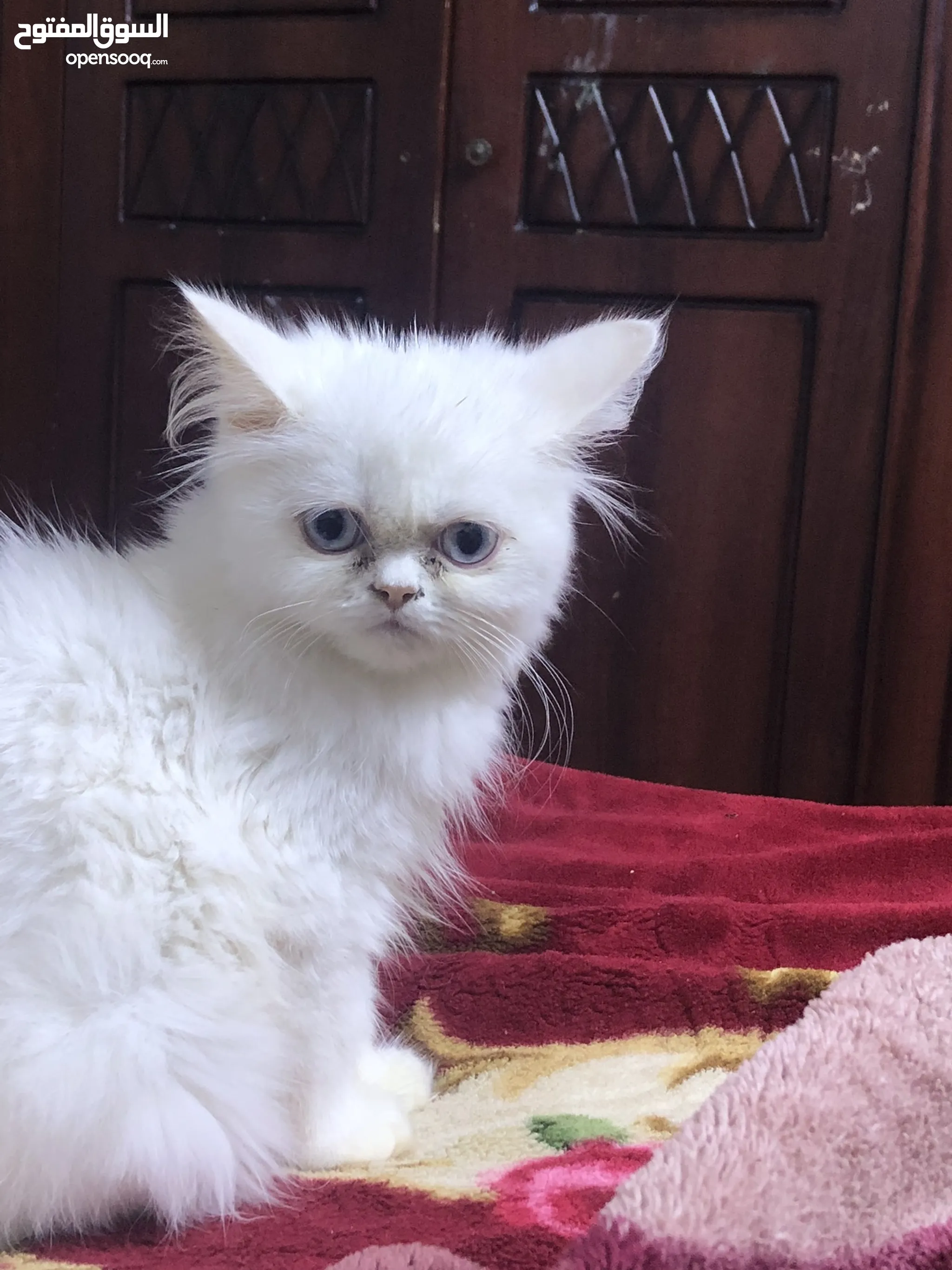 White Persian Kitten Cute Cats For Sale Persian Cats For Adoption