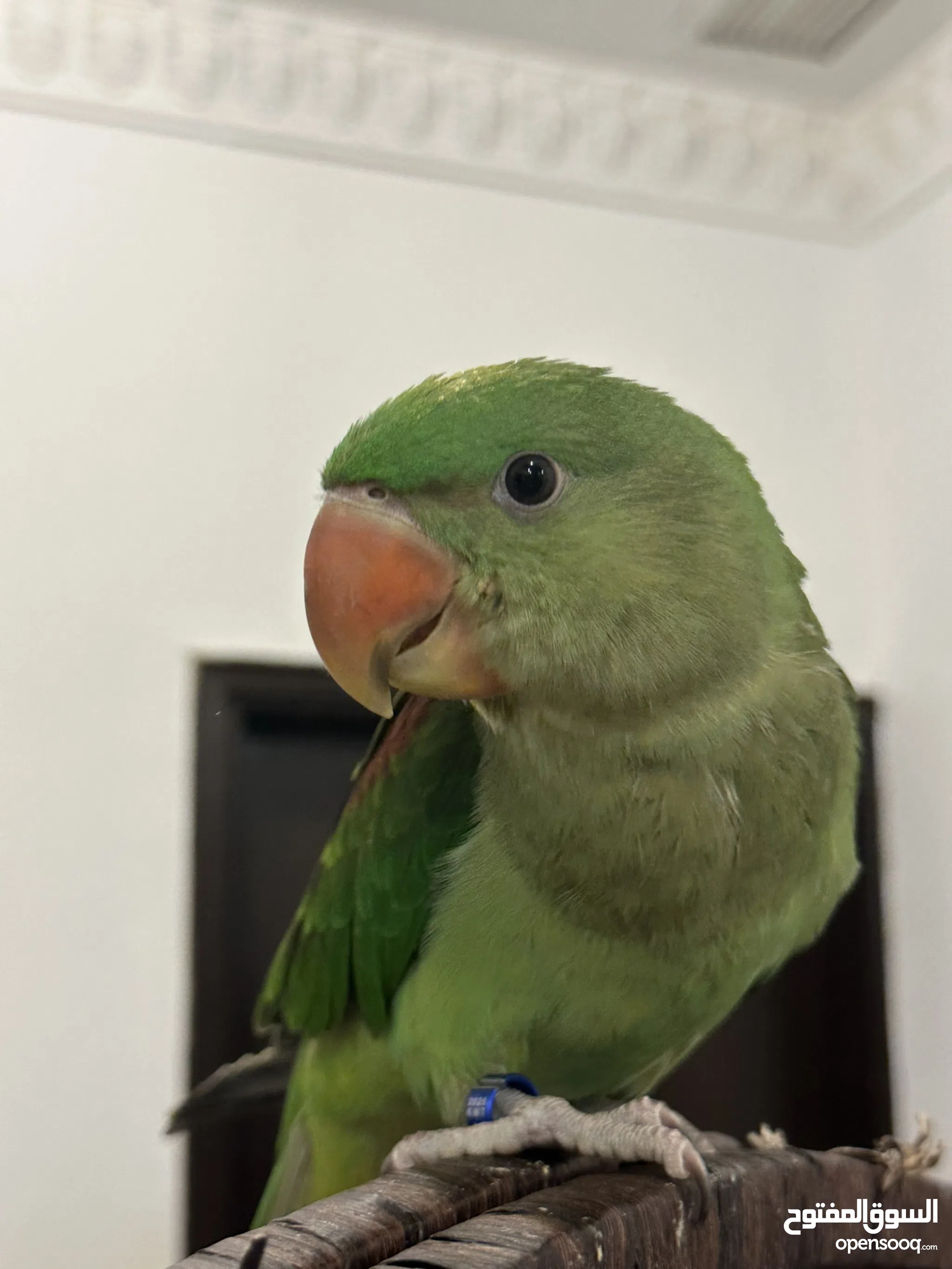 Parrots for Sale Baby Parrots and Chicks in Hawally Buy with
