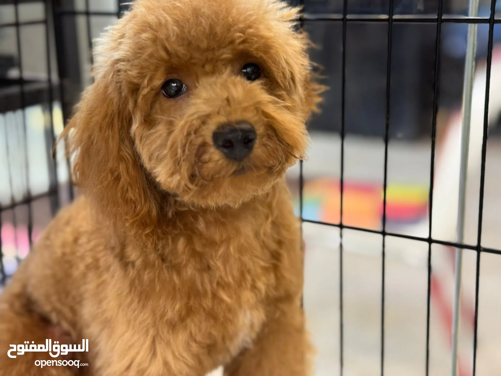 Lone Star Cute Puppy Dogs For Sale Reputable Pomeranian Breeders